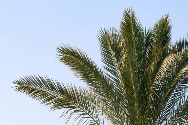 Gökyüzü arka plan üzerinde palmiye ağacı yaprakları