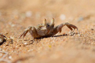 burrows kum üzerinde kum yengeç