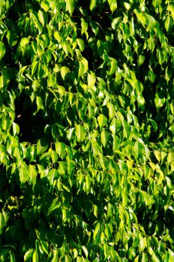 bir çit, bir arka plan olarak doğa yeşil yaprakları