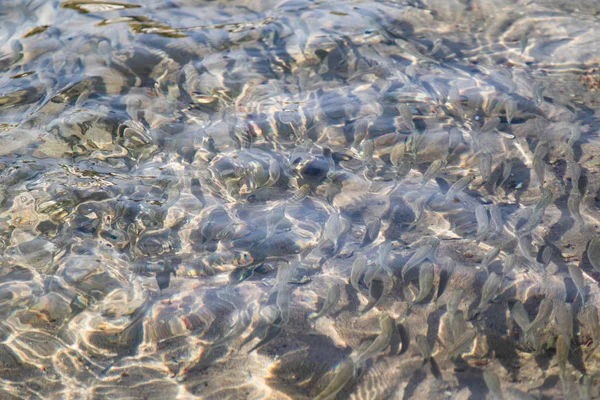 Ikan Kecil Mengapung Air Tumbuh Laut — Stok Foto