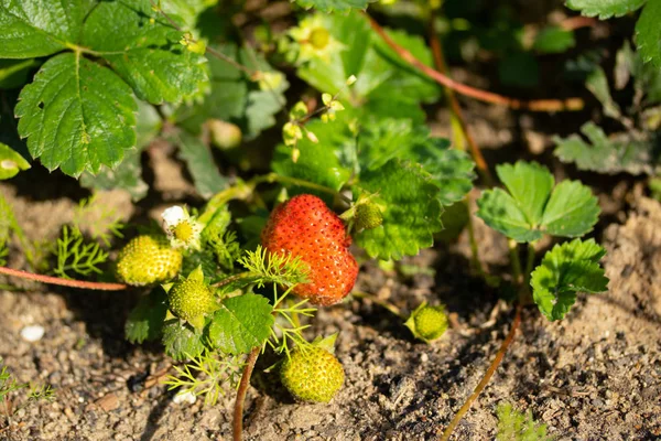 Green Leaf Strawberry Nature — Stock Photo, Image