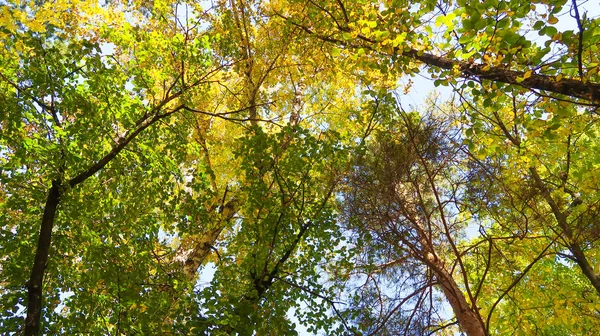 树叶从下面到天空 秋天的风景 — 图库照片