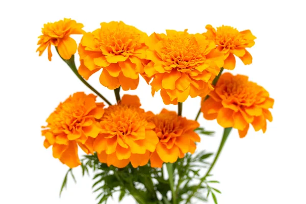 Tagetes Flores Isoladas Sobre Fundo Branco — Fotografia de Stock