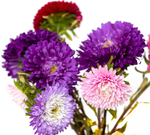 Aster Fleurs Isolées Sur Fond Blanc — Photo