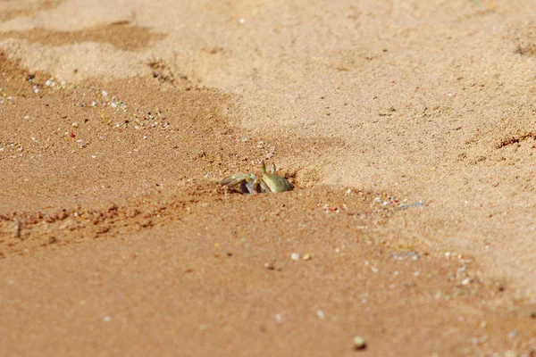Sandkrabben Auf Dem Sand Den Höhlen — Stockfoto