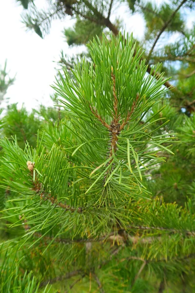 树云杉的大绿色针 — 图库照片