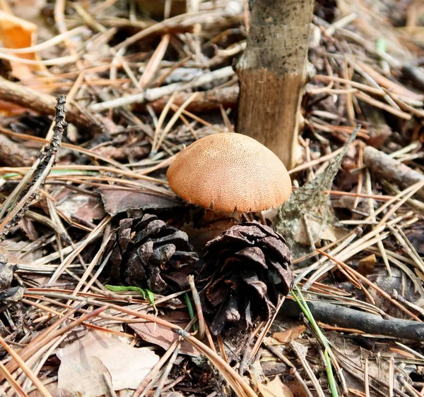 蘑菇在森林自然 — 图库照片