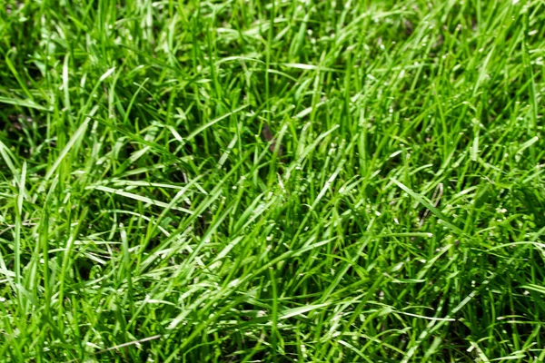 Grama Verde Com Fundo Borrado Bokeh — Fotografia de Stock