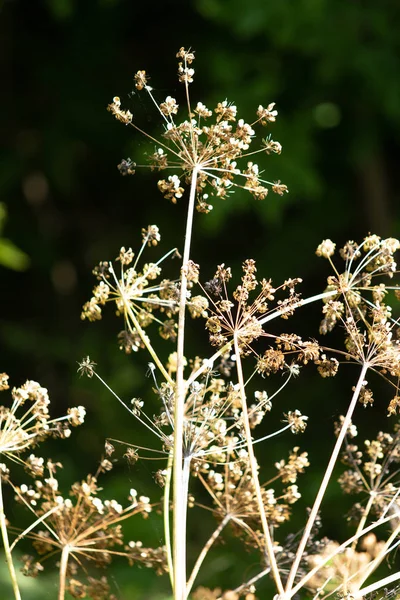 Dry Flower Dill Nature — Stock Photo, Image