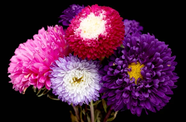 Aster Kukat Eristetty Mustalla Pohjalla — kuvapankkivalokuva