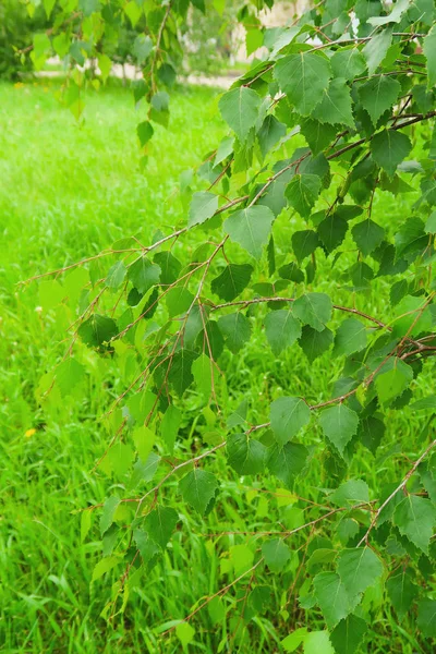 Grüne Birkenblätter Aus Nächster Nähe — Stockfoto