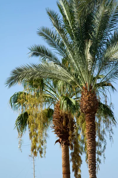 棕榈树叶子在天空背景 — 图库照片