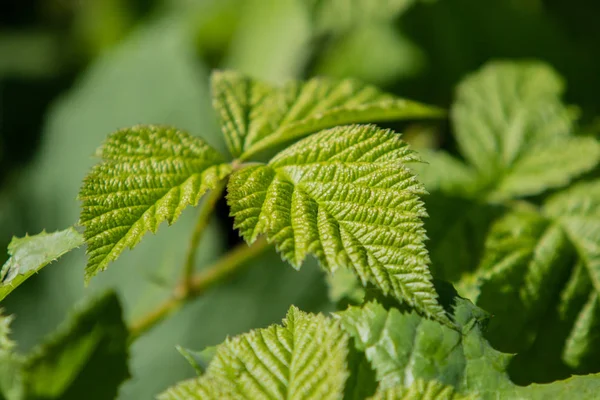 Young Green Raspberry Leaves Closeup — Stock Photo, Image