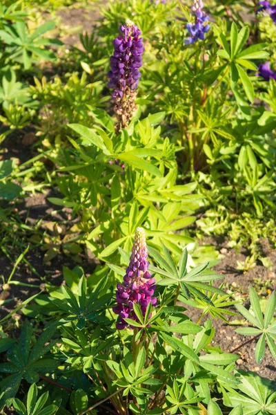 绿草中的紫色花朵 — 图库照片