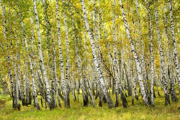 Yellow Birch Forest Late Autumn Nature Landscape — Stock Photo, Image