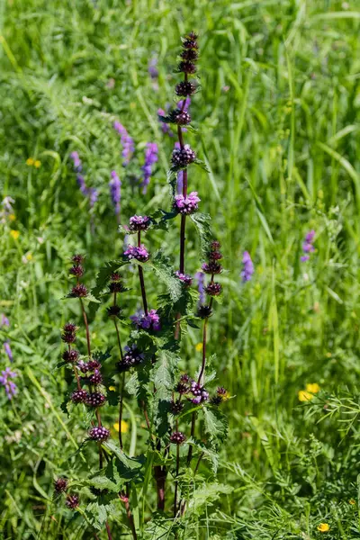 Fiori Viola Erba Verde — Foto Stock