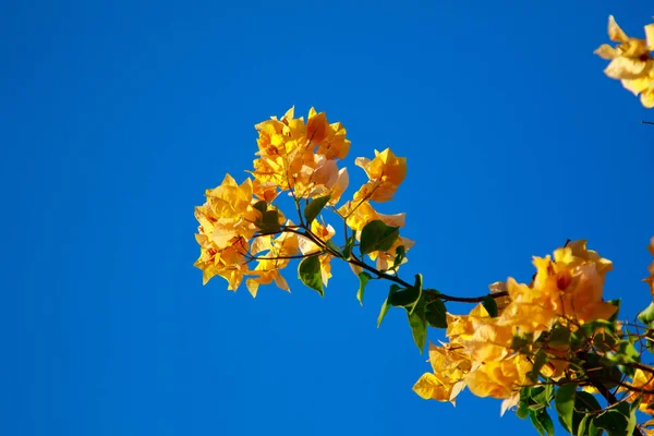 Heldere Bloemen Van Bougainvillea Landschap — Stockfoto