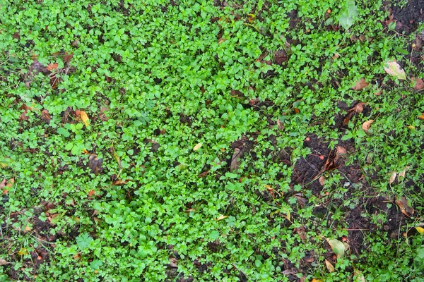 Зеленый Растительный Фон Почвы Лесу — стоковое фото