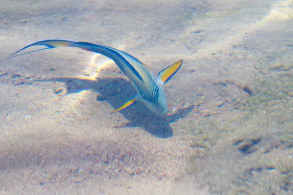 reef fish top view, defocused by water