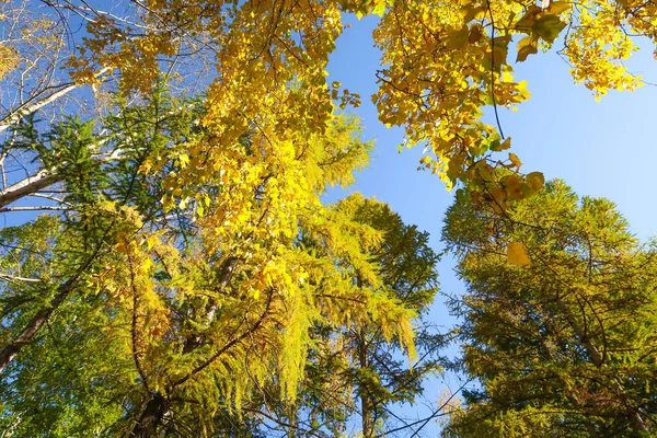 Foglie Alberi Vista Dal Basso Verso Cielo Paesaggio Autunnale — Foto Stock