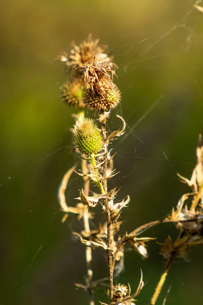 Thistle Sonbahar Doğa Solmuş — Stok fotoğraf