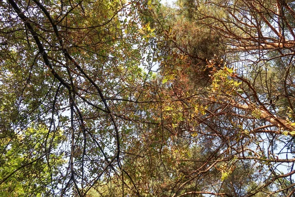 아래에서 소나무 — 스톡 사진