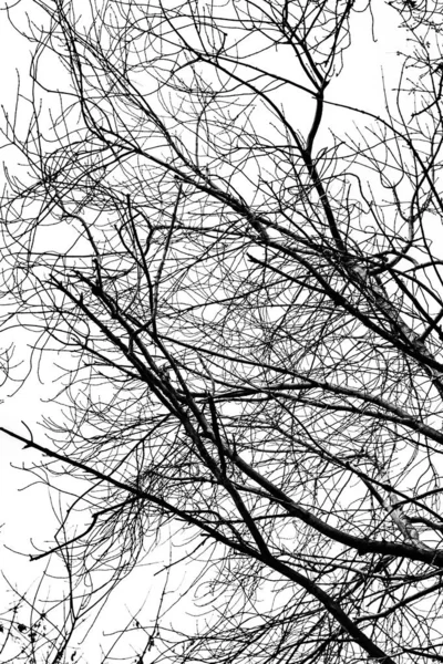 Arbre Branches Silhouette Sur Fond Blanc — Photo