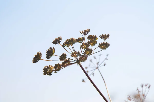 Fresh fennel blossoms against the blue sky. Close up of blooming dill flowers in seasoning kitchen garden.Selective focus, social network concept.