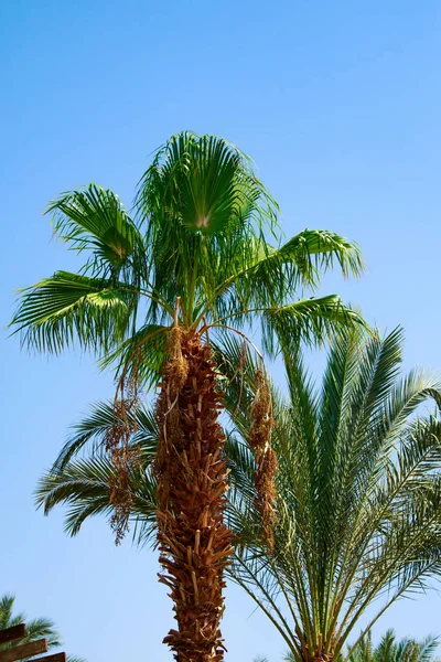 Gökyüzü Arka Plan Üzerinde Palmiye Ağacı Yaprakları — Stok fotoğraf
