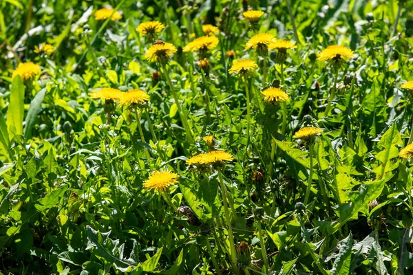 Frühlingslandschaft Gelbe Löwenzahnblüten Grünen Gras — Stockfoto