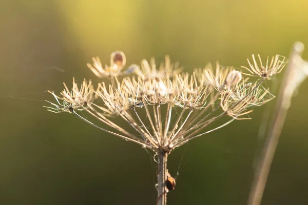 Suchý Petržel Květiny Přírodu — Stock fotografie