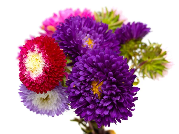 Aster Bloemen Geïsoleerd Witte Achtergrond — Stockfoto