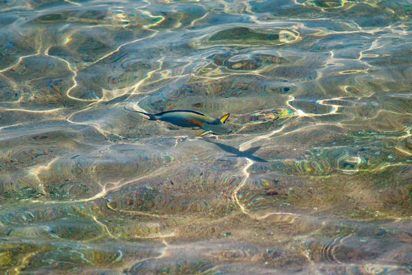 Vista Superior Los Peces Arrecife Desenfocado Por Agua — Foto de Stock