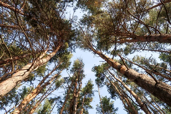 Borovice Lesní Pohled Zdola Obloze — Stock fotografie