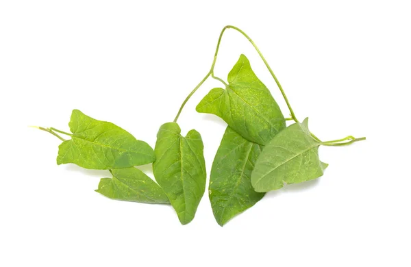 Green Leaves Creeper White Background — Stock Photo, Image