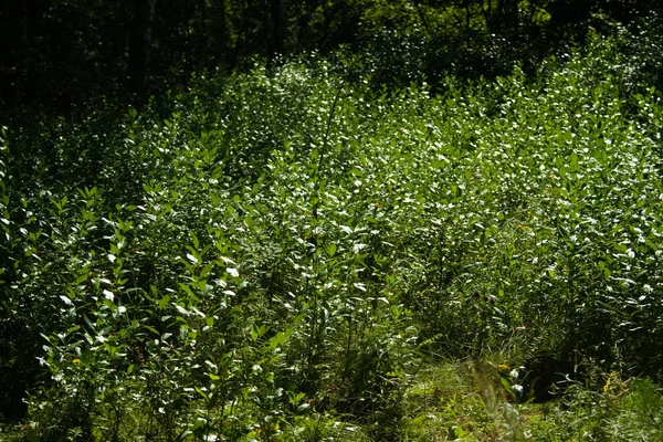 Зеленые Ели Ветвей Крупным Планом Летом — стоковое фото