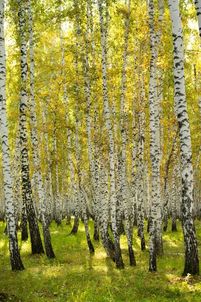 Floresta Bétula Amarela Final Outono Natureza Paisagem — Fotografia de Stock