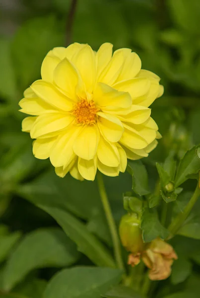 Leuchtende Blumen Der Natur Aus Nächster Nähe — Stockfoto