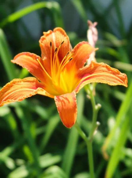 Fiore Giglio Arancione Natura — Foto Stock