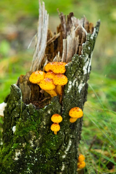 Funghi Nel Bosco Natura Paesaggio — Foto Stock