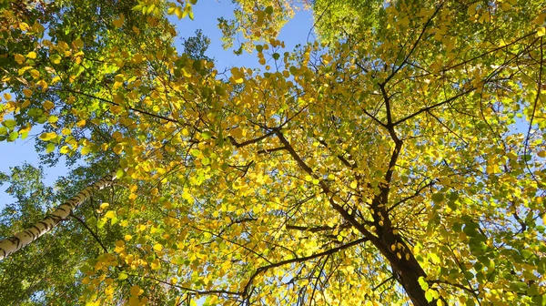 Bladeren Van Bomen Weergave Van Onderen Hemel Herfst Landschap — Stockfoto