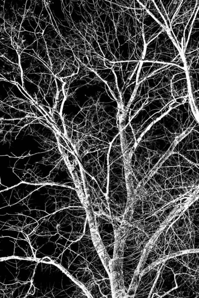 Branches Arbre Silhouette Blanche Sur Fond Noir — Photo