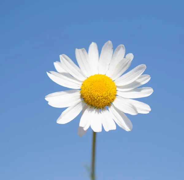 White chamomile flower on blue sky background. Selective focus, social network concept.
