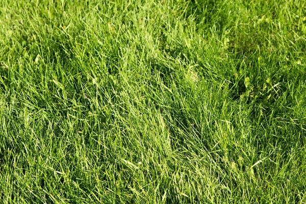 Grama Verde Com Fundo Borrado Bokeh — Fotografia de Stock