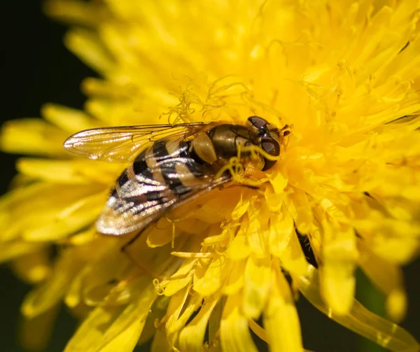 Arı Bitki Yakın Çekim Üzerinde Oturur — Stok fotoğraf