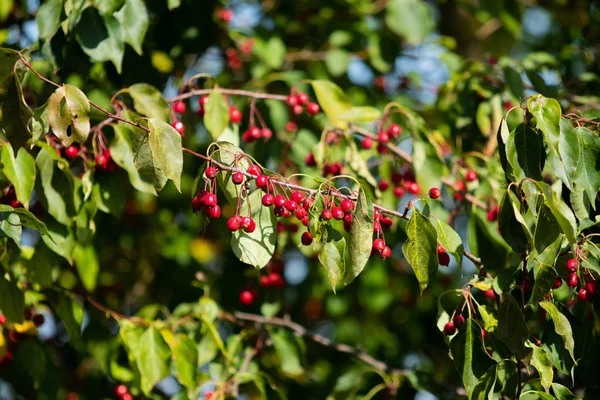 Pommes Rouges Sur Petits Fruits Sauvages Blancs — Photo