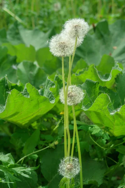 Белые Одуванчики Зеленой Траве — стоковое фото