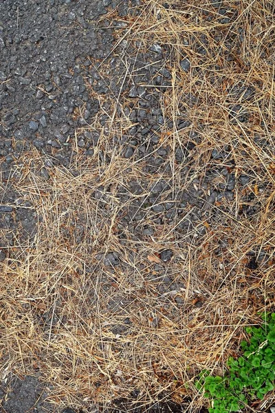 Yellow Grass Asphalt Background — Stock Photo, Image