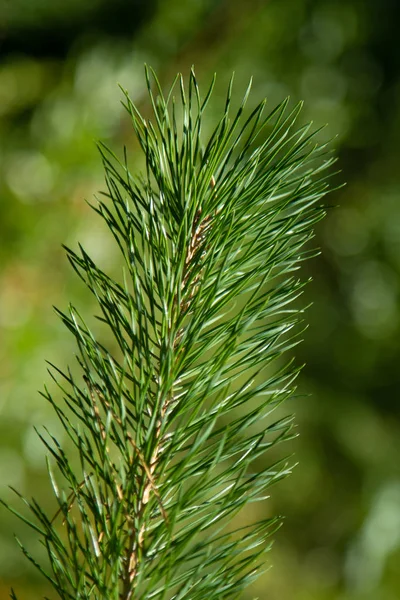 Green Spruce Branches Close Summer — Stock Photo, Image