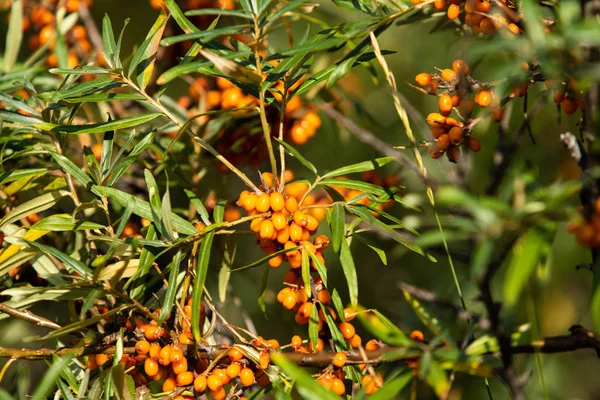 Bacche Olivello Spinoso Mature Albero — Foto Stock